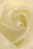 Drawn into the tender heart of this cream-white rose, one is reminded of tranquil mornings strolling through Richmond's cobbled lanes. The petals, so delicate and nearly see-through, unfurl in a soft spiral, their texture conjuring the sensation of silk caressed by a river breeze. Gentle, shadowed curves between each layer add depth, while subtle cream hues reflect the glow of Richmond's historic architecture at dusk. The scene resonates with calm-a fitting tribute for sympathy, admiration, or new beginnings. The scent is imagined as soft and barely there, a comforting presence that speaks of care and sincerity. This up-close view not only celebrates the artistry of Richmond Florist but also honours the emotional heart behind every thoughtfully arranged bouquet delivered across the area, ensuring each meaningful occasion is marked with local tenderness.